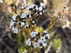 Logania ovata