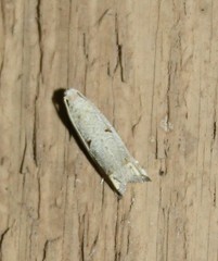 Epiblema separationis