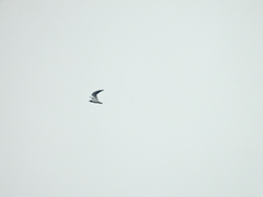 Chroicocephalus ridibundus