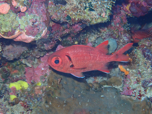 Myripristis pralinia observed 2026-05-01