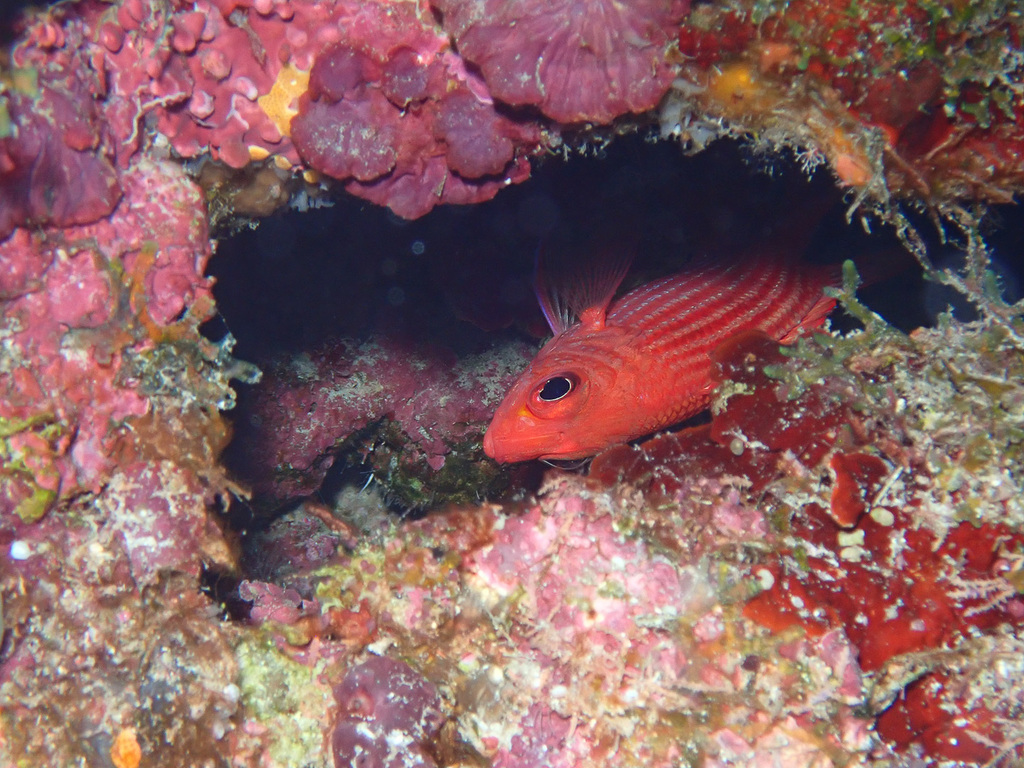 Roze eekhoornvis (Sargocentron tiereoides) — Holocentridae