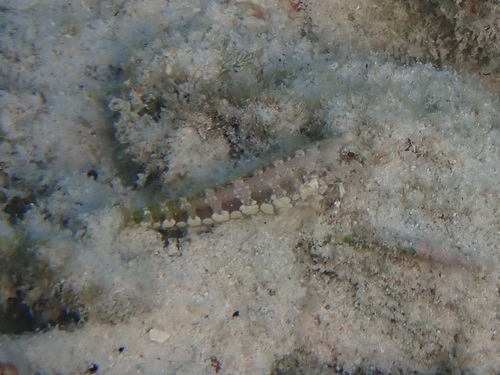 Queensland blenny (Salarias sinuosus) — Blenniidae — 5