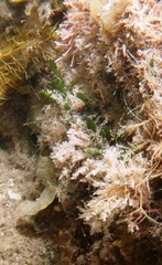 Caulerpa brownii