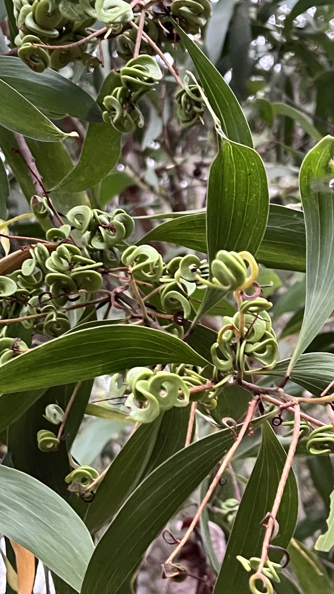 Acacia mangium