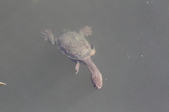 Chelodina oblonga