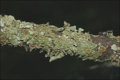 Flavoparmelia rutidota