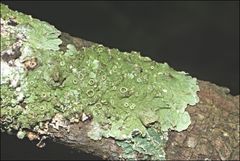 Flavoparmelia rutidota