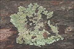Hypogymnia mundata