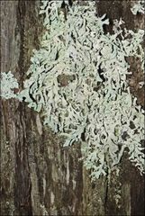 Hypogymnia subphysodes