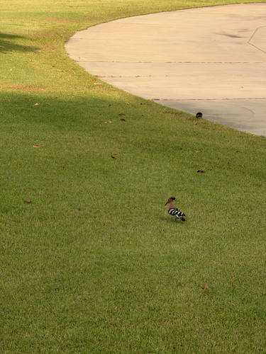 Common Hoopoe