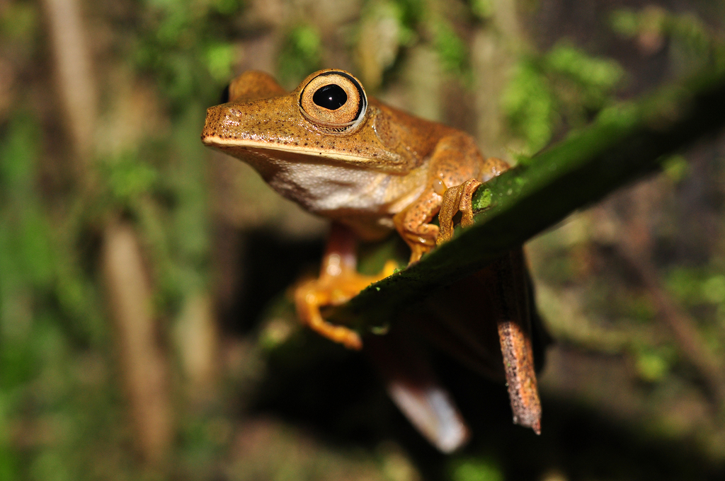 Semi-Lined Tree Frog
