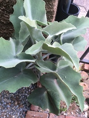 Kalanchoe beharensis