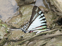 Protographium
