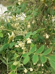 Moringa oleifera
