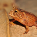 Smooth-horned Frogs - Photo (c) Pedro Ivo, some rights reserved (CC BY-NC), uploaded by Pedro Ivo
