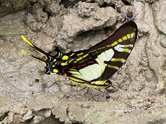 Neographium thyastes thyastinus