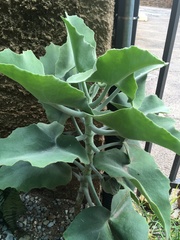 Kalanchoe beharensis