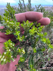 Thryptomene saxicola, photograph (c) Tyler Anthony, some rights reserved (CC BY)