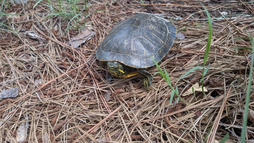 Pond Slider