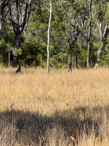 Eastern Grey Kangaroo