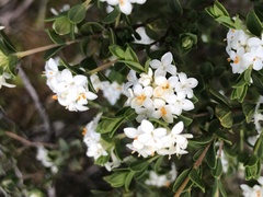 Pimelea flava dichotoma