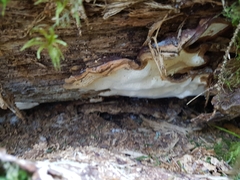 Heterobasidion parviporum