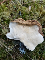 Heterobasidion parviporum