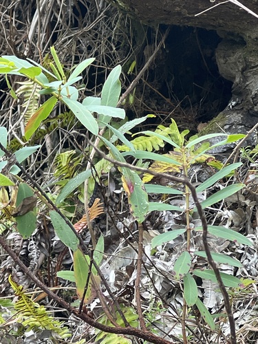 Euphorbia celastroides observed 2026-05-22