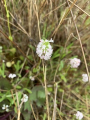 Plectritis macrocera