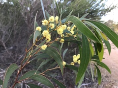 Acacia leiophylla