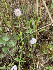Plectritis macrocera