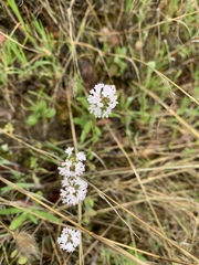 Plectritis macrocera