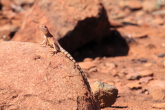 Ctenophorus caudicinctus