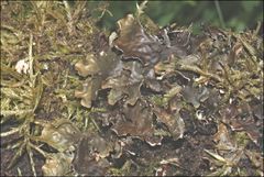 Peltigera dolichorhiza