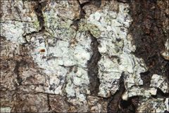 Pertusaria pertractata