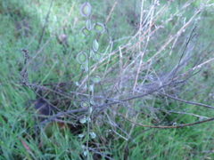 Thysanocarpus curvipes