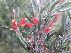 Grevillea pauciflora