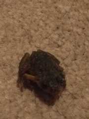 Pristimantis bogotensis