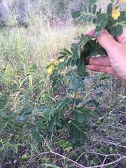 Senna gaudichaudii