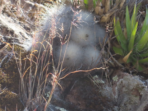 Mammillaria senilis