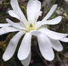 Star Magnolia - Photo (c) mahaliamata, some rights reserved (CC BY-NC), uploaded by mahaliamata