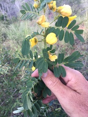 Senna gaudichaudii