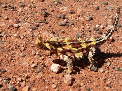 Moloch horridus