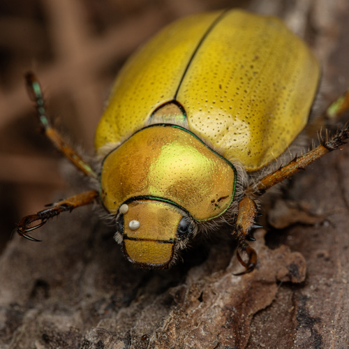Goldsmith Beetle photo 3