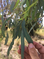 Eucalyptus coolabah