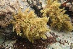 Brown Seaweed Sp.