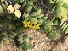 Pimelea serpyllifolia serpyllifolia