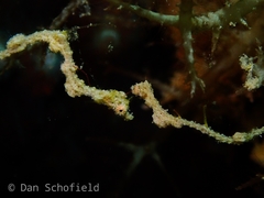 Kyonemichthys rumengani