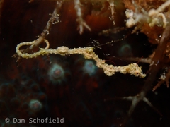 Kyonemichthys rumengani