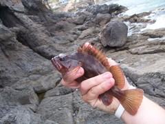 Sebastes auriculatus